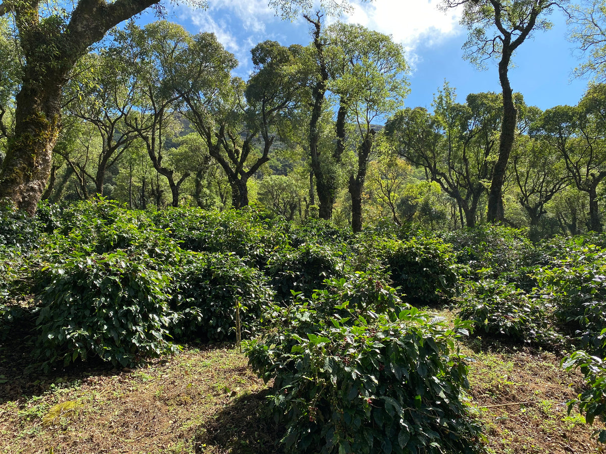 IMG_3019.JPG__PID:f62e07f1-715c-44d7-8e30-526feca37ab8