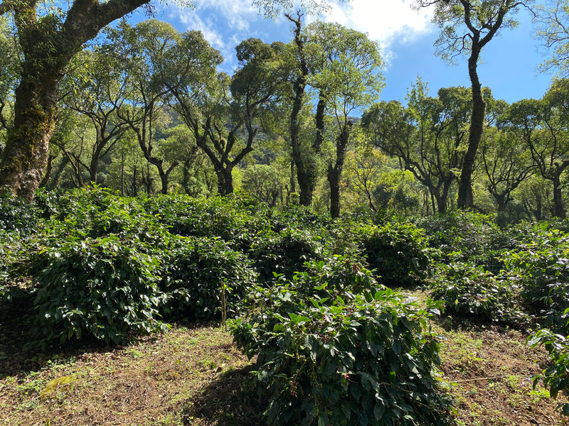 IMG_3019.JPG__PID:f62e07f1-715c-44d7-8e30-526feca37ab8